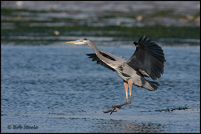 Great Blue Heron (Ardea herodias)