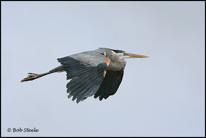 Great Blue Heron (Ardea herodias)