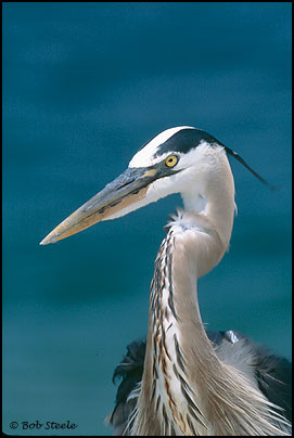 Great Blue Heron (Ardea herodias)