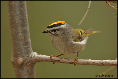 Golden-crowned Kinglet (Regulus satrapa)