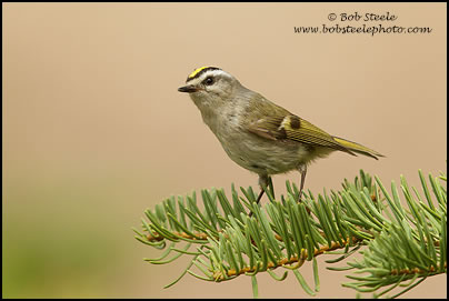 Golden-crowned Kinglet (Regulus satrapa)