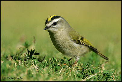 Golden-crowned Kinglet (Regulus satrapa)