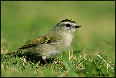 Golden-crowned Kinglet (Regulus satrapa)