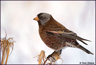 Gray-crowned Rosy-Finch (Leucosticte tephrocotis)