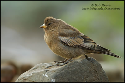 Gray-crowned Rosy-Finch (Leucosticte tephrocotis)
