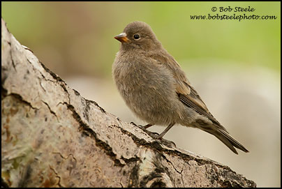 Gray-crowned Rosy-Finch (Leucosticte tephrocotis)