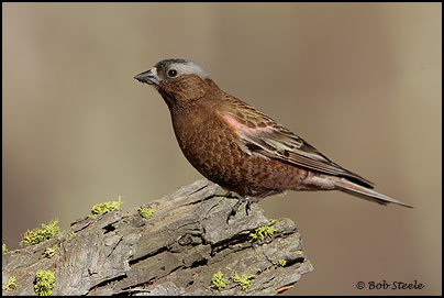 Gray-crowned Rosy-Finch (Leucosticte tephrocotis)