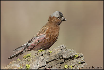 Gray-crowned Rosy-Finch (Leucosticte tephrocotis)