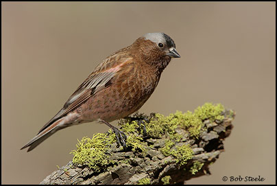 Gray-crowned Rosy-Finch (Leucosticte tephrocotis)