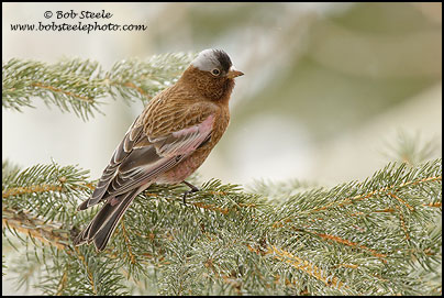 Gray-crowned Rosy-Finch (Leucosticte tephrocotis)