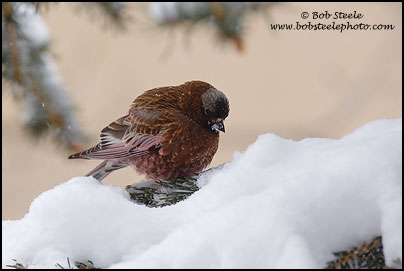 Gray-crowned Rosy-Finch (Leucosticte tephrocotis)