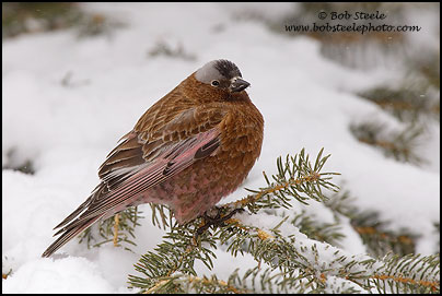Gray-crowned Rosy-Finch (Leucosticte tephrocotis)