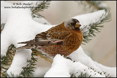 Gray-crowned Rosy-Finch (Leucosticte tephrocotis)