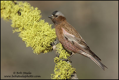 Gray-crowned Rosy-Finch (Leucosticte tephrocotis)