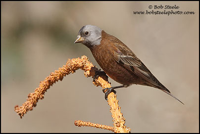 Gray-crowned Rosy-Finch (Leucosticte tephrocotis)