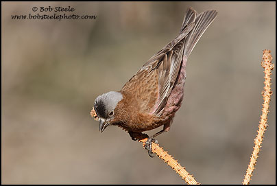 Gray-crowned Rosy-Finch (Leucosticte tephrocotis)