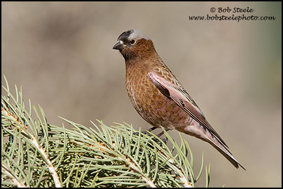 Gray-crowned Rosy-Finch (Leucosticte tephrocotis)
