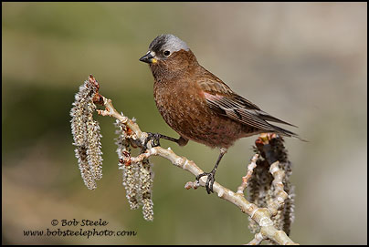Gray-crowned Rosy-Finch (Leucosticte tephrocotis)