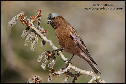 Gray-crowned Rosy-Finch (Leucosticte tephrocotis)