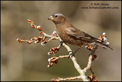 Gray-crowned Rosy-Finch (Leucosticte tephrocotis)