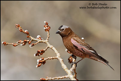 Gray-crowned Rosy-Finch (Leucosticte tephrocotis)