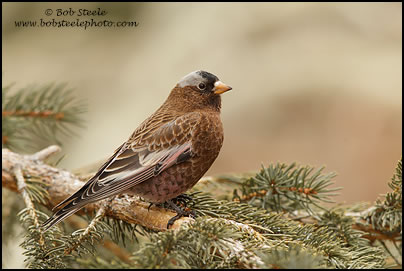 Gray-crowned Rosy-Finch (Leucosticte tephrocotis)
