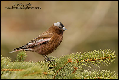 Gray-crowned Rosy-Finch (Leucosticte tephrocotis)