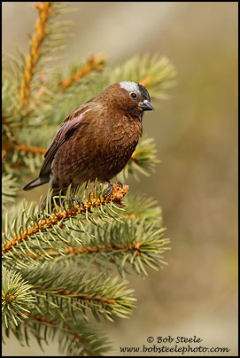 Gray-crowned Rosy-Finch (Leucosticte tephrocotis)
