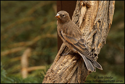 Gray-crowned Rosy-Finch (Leucosticte tephrocotis)