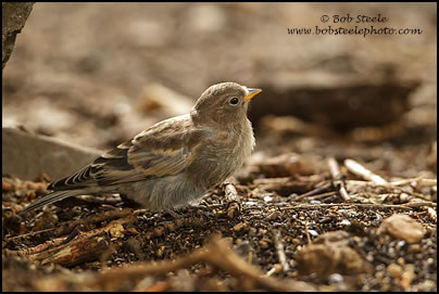 Gray-crowned Rosy-Finch (Leucosticte tephrocotis)