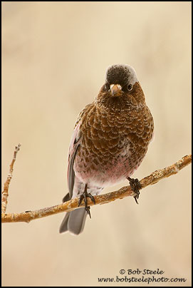 Gray-crowned Rosy-Finch (Leucosticte tephrocotis)