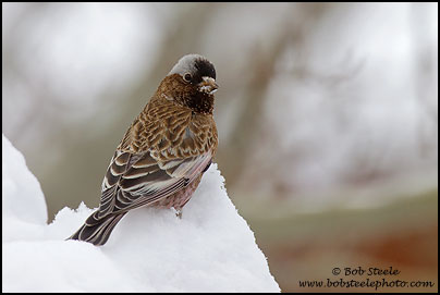 Gray-crowned Rosy-Finch (Leucosticte tephrocotis)