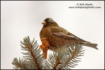 Gray-crowned Rosy-Finch (Leucosticte tephrocotis)
