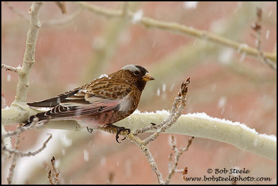 Gray-crowned Rosy-Finch (Leucosticte tephrocotis)