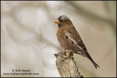Gray-crowned Rosy-Finch (Leucosticte tephrocotis)
