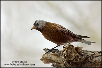 Gray-crowned Rosy-Finch (Leucosticte tephrocotis)