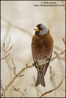 Gray-crowned Rosy-Finch (Leucosticte tephrocotis)
