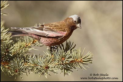 Gray-crowned Rosy-Finch (Leucosticte tephrocotis)