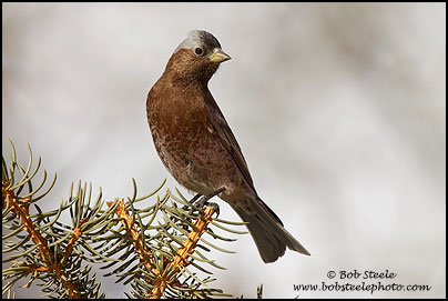 Gray-crowned Rosy-Finch (Leucosticte tephrocotis)