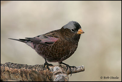 Gray-crowned Rosy-Finch (Leucosticte tephrocotis)