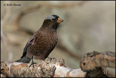 Gray-crowned Rosy-Finch (Leucosticte tephrocotis)
