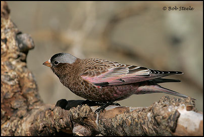 Gray-crowned Rosy-Finch (Leucosticte tephrocotis)