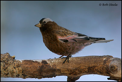 Gray-crowned Rosy-Finch (Leucosticte tephrocotis)