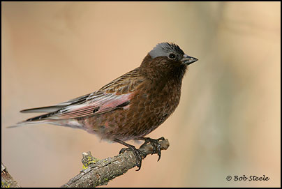 Gray-crowned Rosy-Finch (Leucosticte tephrocotis)