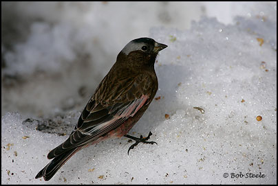 Gray-crowned Rosy-Finch (Leucosticte tephrocotis)