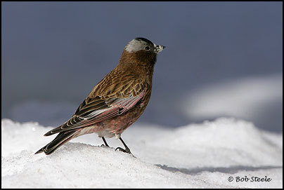 Gray-crowned Rosy-Finch (Leucosticte tephrocotis)