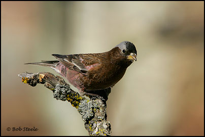 Gray-crowned Rosy-Finch (Leucosticte tephrocotis)