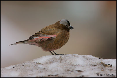 Gray-crowned Rosy-Finch (Leucosticte tephrocotis)