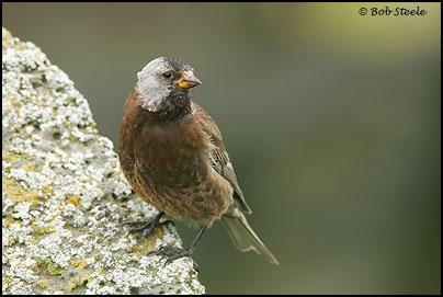 Gray-crowned Rosy-Finch (Leucosticte tephrocotis)