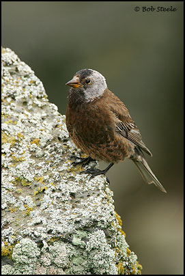 Gray-crowned Rosy-Finch (Leucosticte tephrocotis)